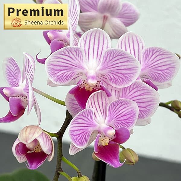 園芸ネット本店｜ミディコチョウラン：シャオユウ 2本立ち 3号