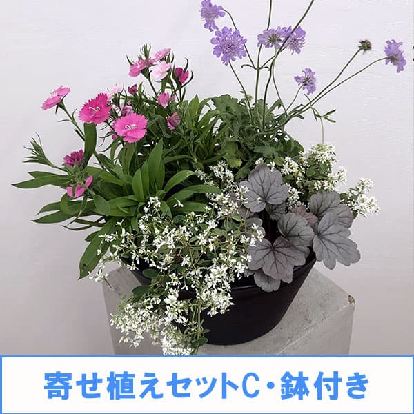 園芸ネット本店｜寄せ植えセットC・鉢付き：ナデシコ・スカビオサ