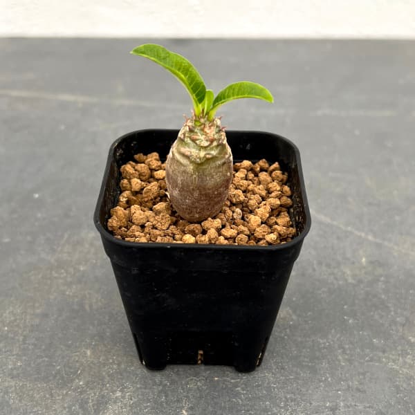 園芸ネット本店｜パキポディウム：Mana's farmのウィンゾリー実生苗