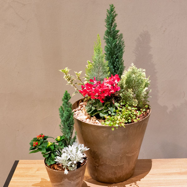 園芸ネット本店｜バイヤー特選！冬の9種寄せ植えセット の通販【公式】