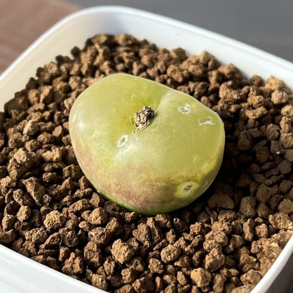 園芸ネット本店｜コノフィツム：マウガニー 2.5号鉢植え* の通販【公式】