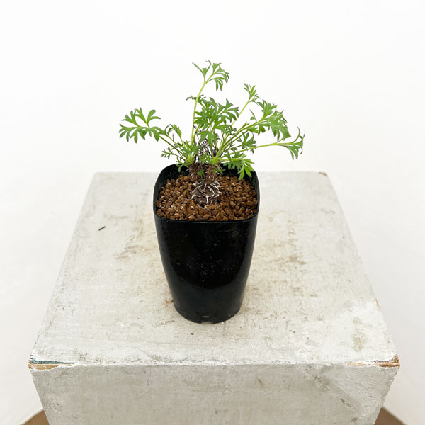 園芸ネット本店｜ペラルゴニウム：ヒストリクス 2.5号鉢植え の通販