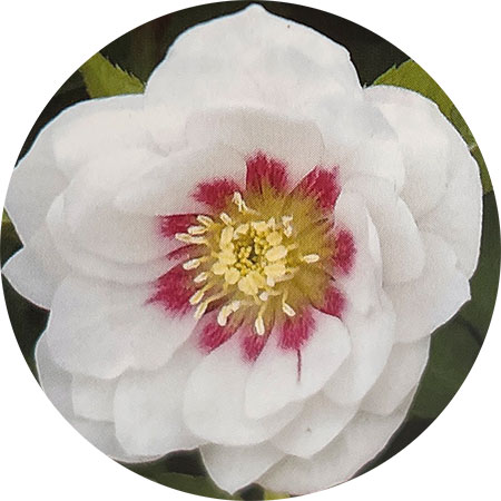 園芸ネット本店｜杉光園芸さんのクリスマスローズ：ダブルホワイト