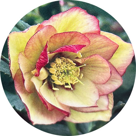 園芸ネット本店｜杉光園芸さんのクリスマスローズ：ダブルイエロー