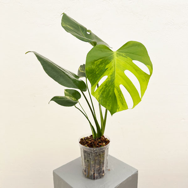 園芸ネット本店｜[ザ・ファームセレクト]モンステラ：デリシオーサ