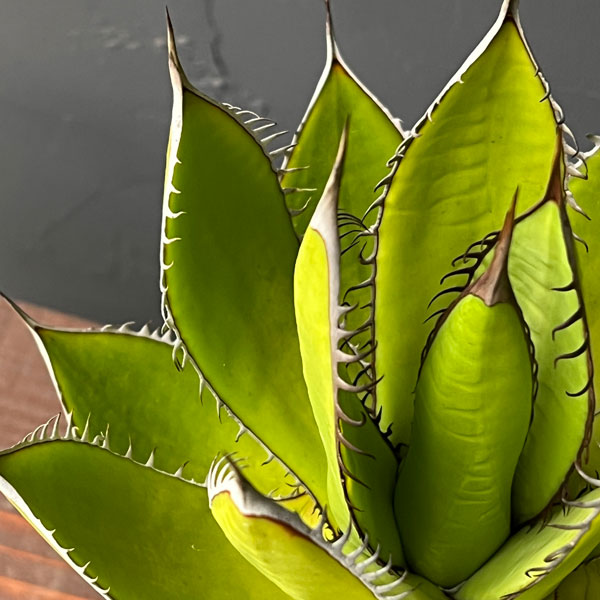 園芸ネット本店｜アガベ：ホリダ 4号鉢植え* の通販【公式】