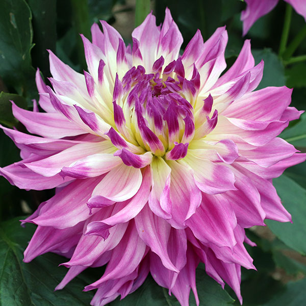 園芸ネット本店｜[26年3月中下旬予約]ダリアの球根：（大輪）令和