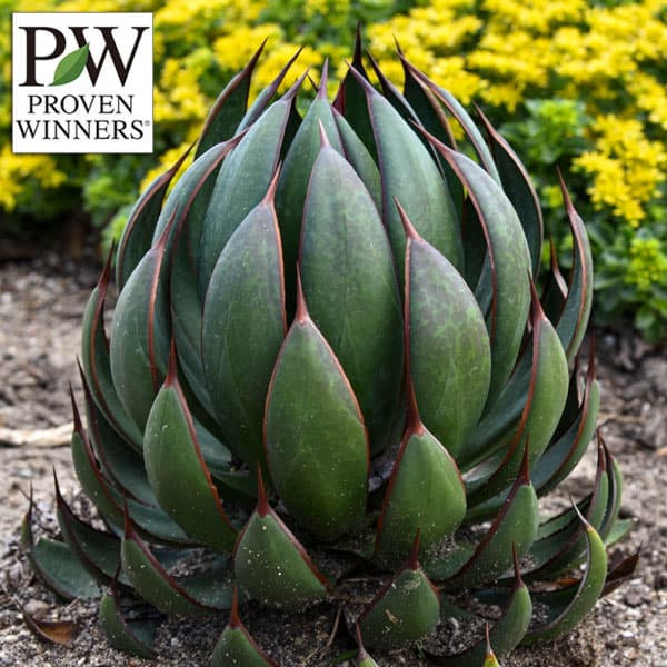 園芸ネット本店｜[26年4月下旬予約]マンガベ：プレイングハンズ3号