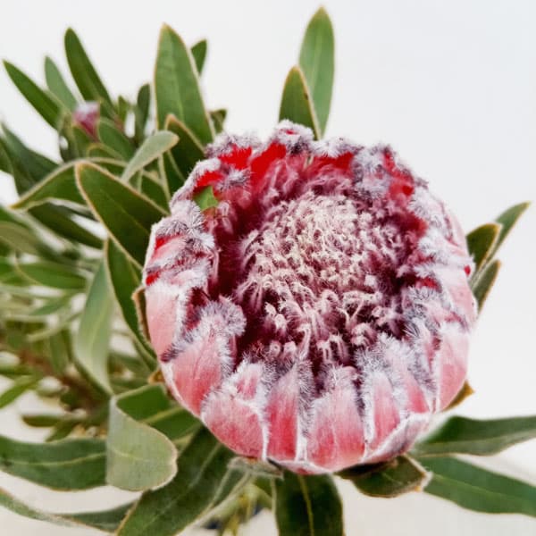 園芸ネット本店｜プロテア：オーストラリスルビー 8号鉢24-04 の通販