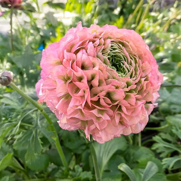 園芸ネット本店｜ラナンキュラス：ポンポン アリス6号鉢植え の通販