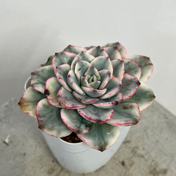 園芸ネット本店｜エケベリア：アトランティス錦 2.5号ポット の通販