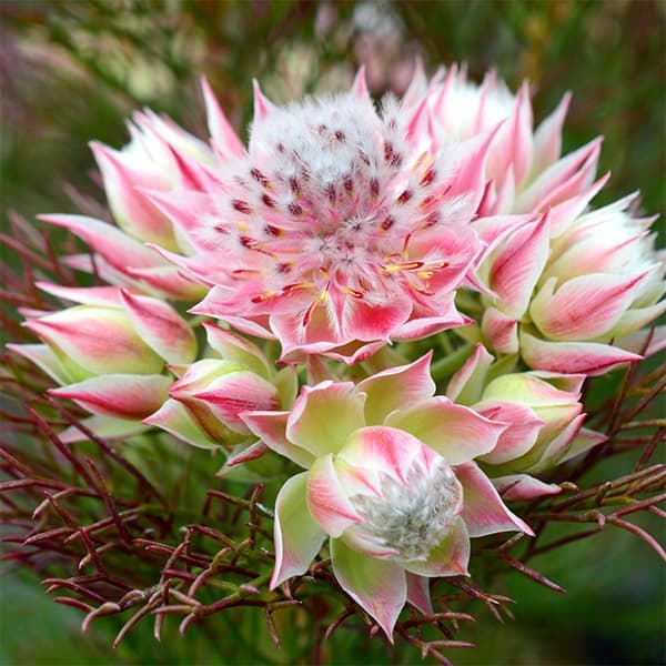 園芸ネット本店｜セルリア（ジョーイセルリア）：プリティピンク6号