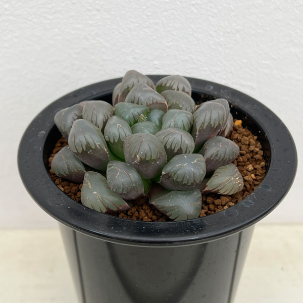 園芸ネット本店｜ハオルチア：李紫 3.5号鉢植え の通販【公式】