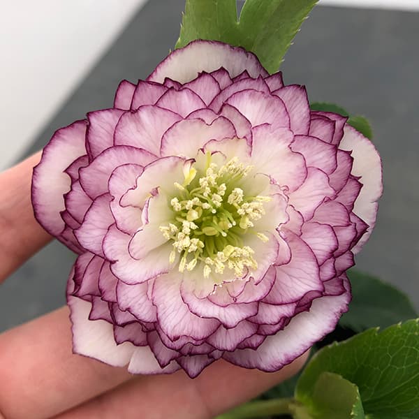 クリスマスローズ 吉田園芸ピエラセミダブル 未株分け クリスマス