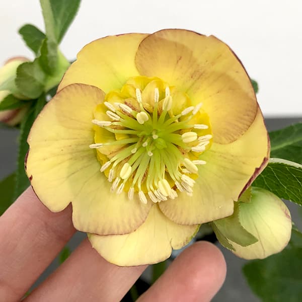 園芸ネット本店｜クリスマスローズ：セレクトセミダブル25-14／1.5L