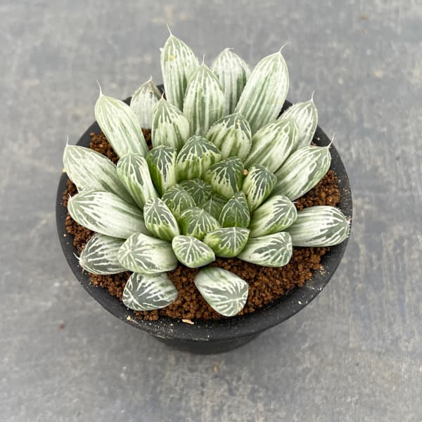 園芸ネット本店｜ハオルチア：白琥珀斑 H.Pilifera錦 3号鉢植え の通販