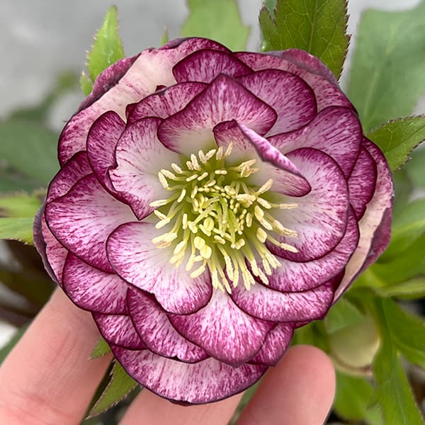 園芸ネット本店｜若泉ファームさんのクリスマスローズ：25-60ダブル