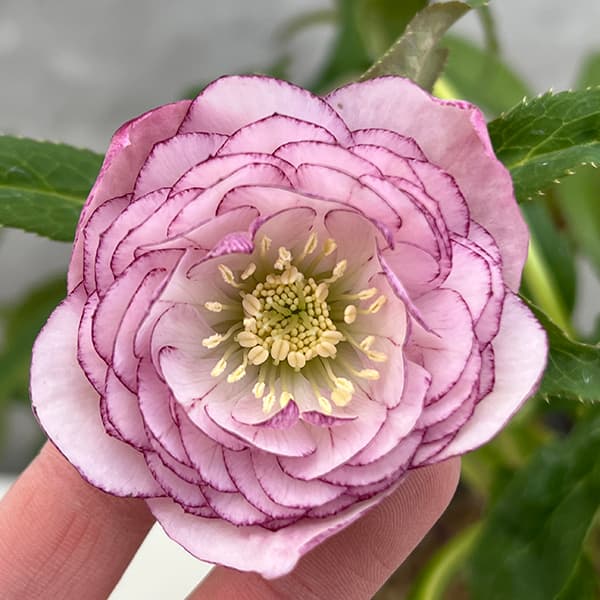 園芸ネット本店｜若泉ファームさんのクリスマスローズ：25-65ダブル