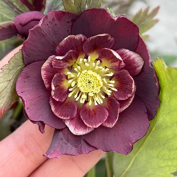 園芸ネット本店｜若泉ファームさんのクリスマスローズ：25-73雅