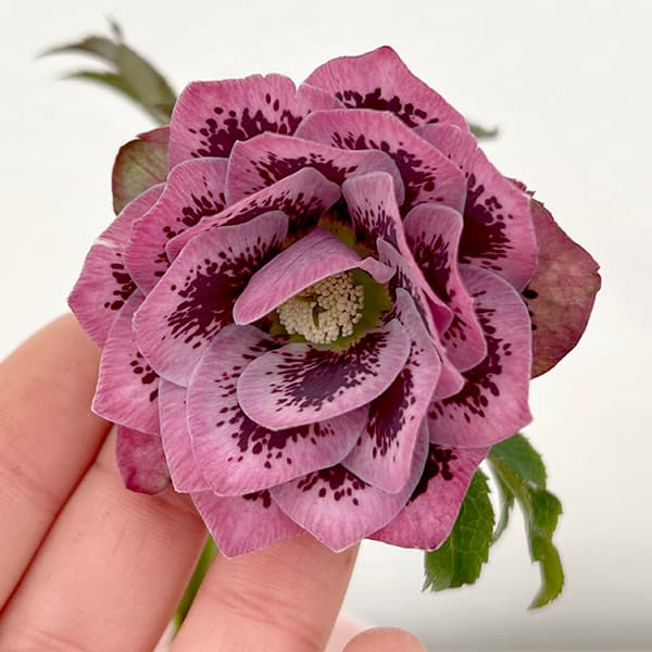 園芸ネット本店｜松村ナーセリーさんのクリスマスローズ：25-26ダブル