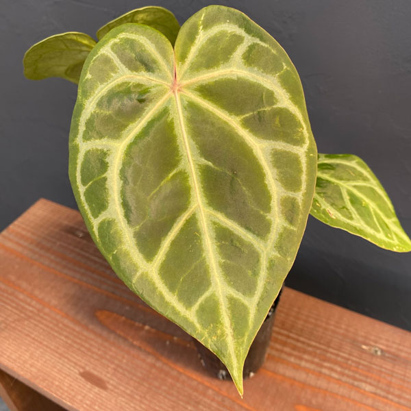 園芸ネット本店｜（わけあり特価）アンスリウム（原種）：マグニフィカ