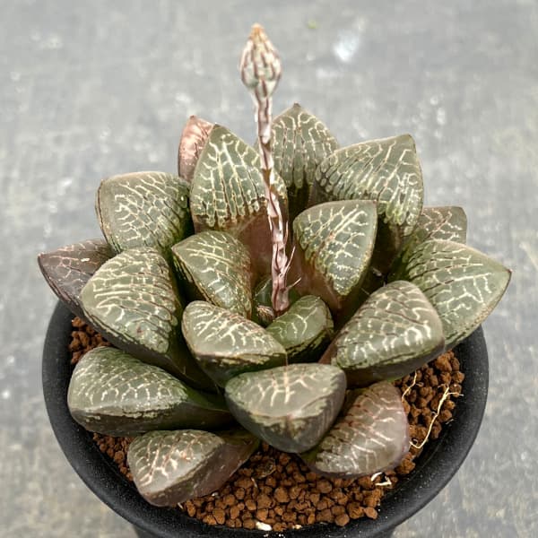 園芸ネット本店｜[ザ・ファームセレクト]ハオルチア：万華鏡 3号鉢植え