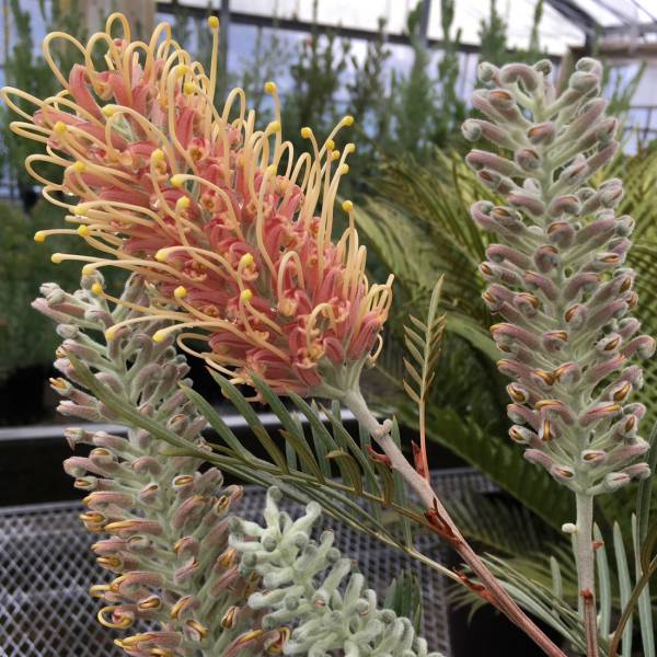 園芸ネット本店｜グレビレア：カランドラジェム5号鉢植え の通販【公式】