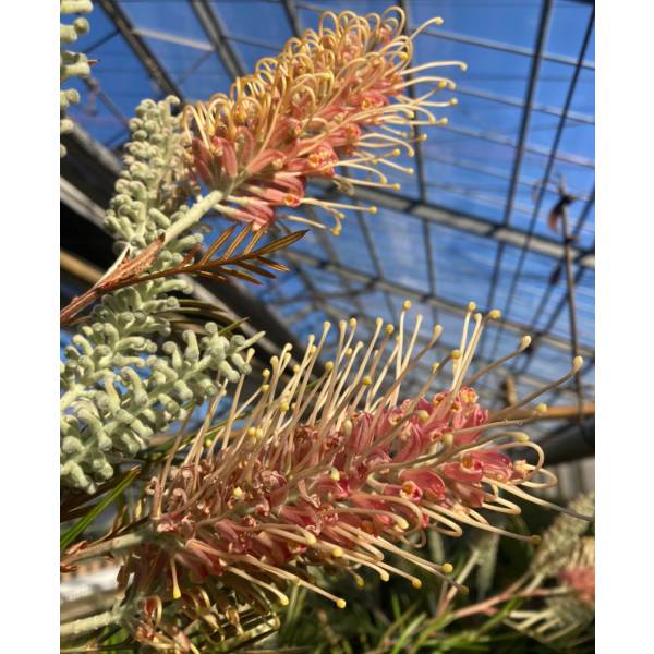 園芸ネット本店｜グレビレア：ピンクサプライズ6号鉢植え の通販【公式】