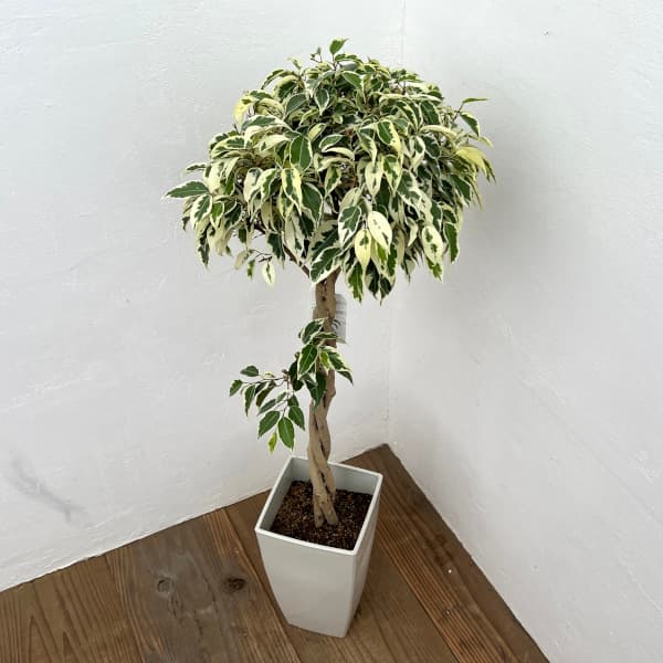 園芸ネット本店｜ベンジャミン：スターライトビューティークィーン（2