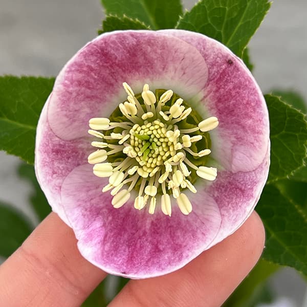 園芸ネット本店｜大和園さんのクリスマスローズ：25-16パステリッシュ