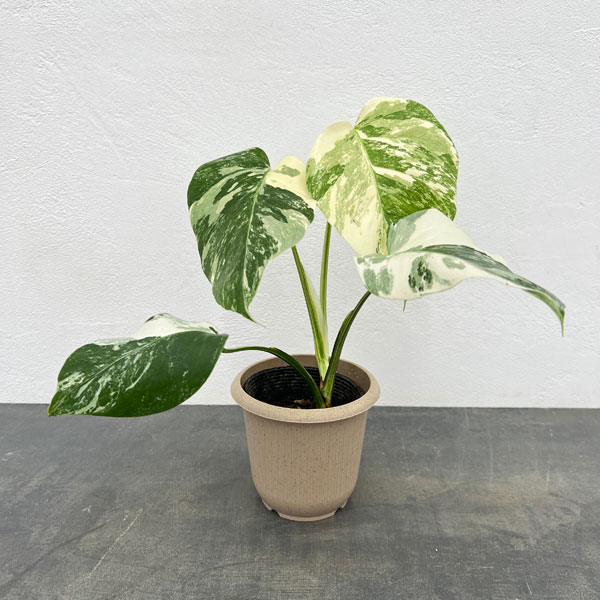 モンステラ ペッサム 斑入り バリエガータ 5号鉢 楽天市場】モンステラ