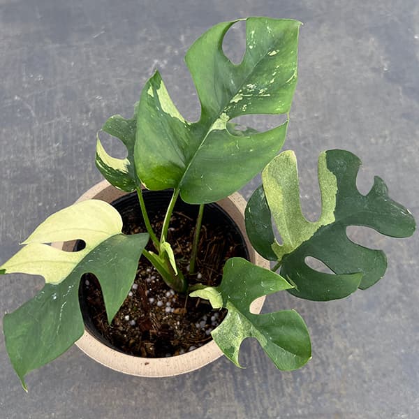 園芸ネット本店｜モンステラ：ヒメモンステラ 斑入り 4号25-02 の通販