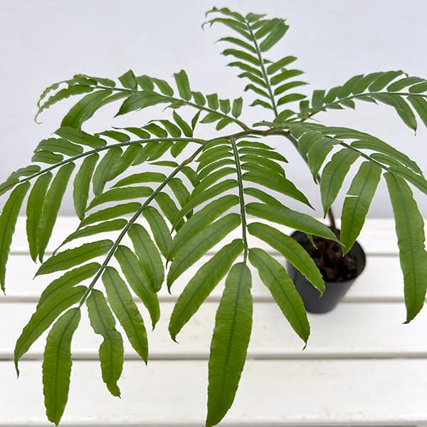 園芸ネット本店｜シダ：リュウビンタイ 3号ポット* の通販【公式】