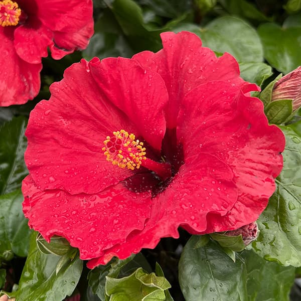 園芸ネット本店｜ハイビスカス（ニューロングライフ）：チェルビニ 5号