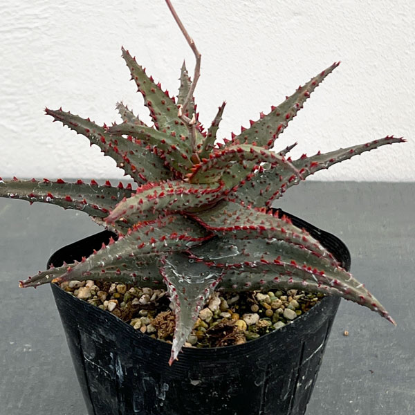 園芸ネット本店｜アロエ：カスティロニアエ 3.5号ポット の通販【公式】