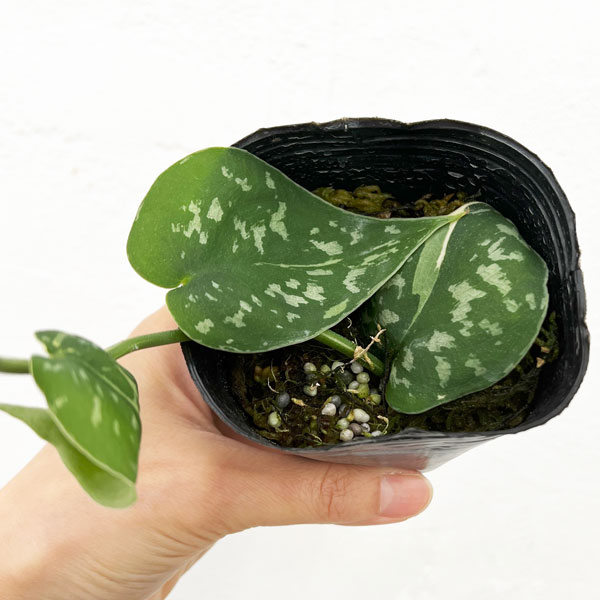 園芸ネット本店｜スキンダプサス：マヤリ 3号ポット の通販【公式】