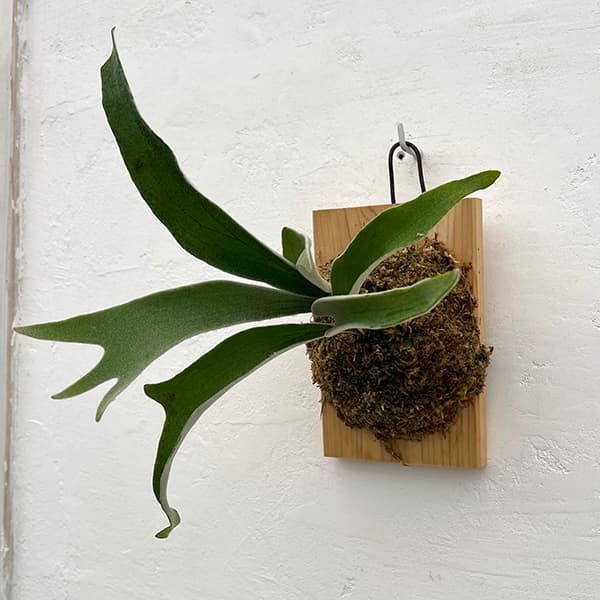 園芸ネット本店｜ビカクシダ（コウモリラン）：ベイチーワイルド VP#17