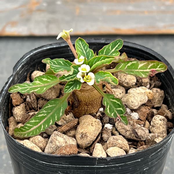 園芸ネット本店｜ユーフォルビア：スパンリンギ－（フィッシュボーン