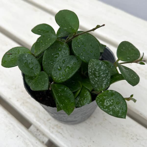 園芸ネット本店｜ホヤ：マチルダ（セルペンス×カルノーサ） 3号ポット