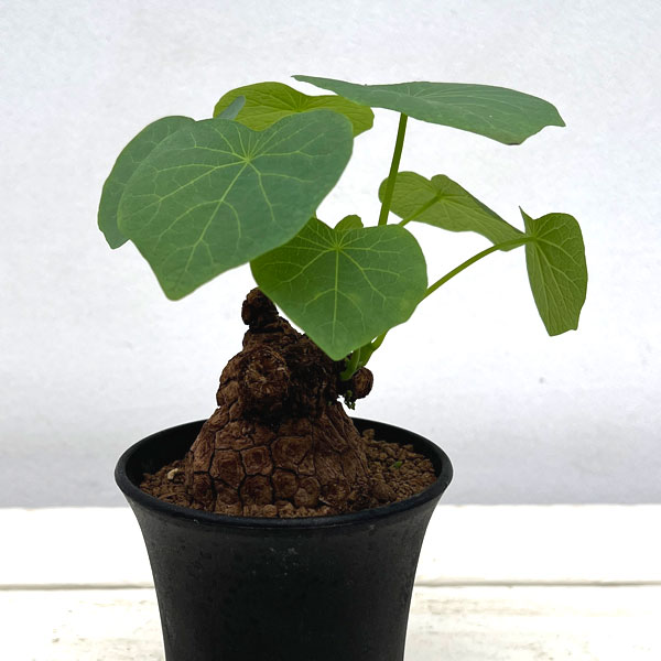 園芸ネット本店｜ステファニア：スベローサ 3号ポット の通販【公式】