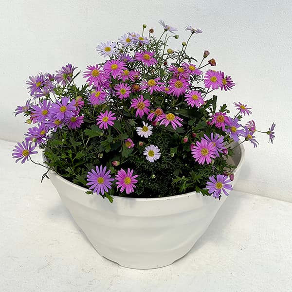 園芸ネット本店｜季節のミニ寄せ植え：カラーズ 姫小菊Bミックス