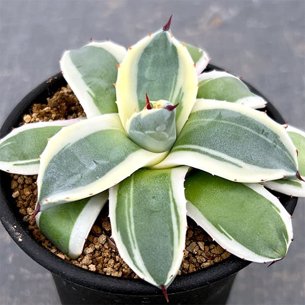 園芸ネット本店｜アガベ：メリコ錦（クリームスパイク）3号鉢植え の