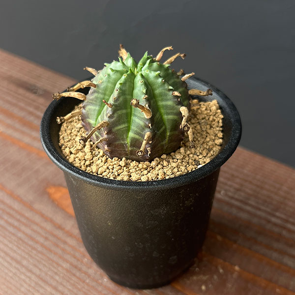 園芸ネット本店｜ユーフォルビア：スーパーバリダ（オス株） 3号鉢植え