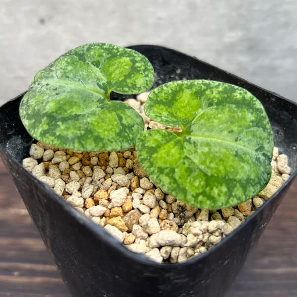 園芸ネット本店｜カンアオイ（寒葵）：雪月花（セツゲッカ）3号ポット