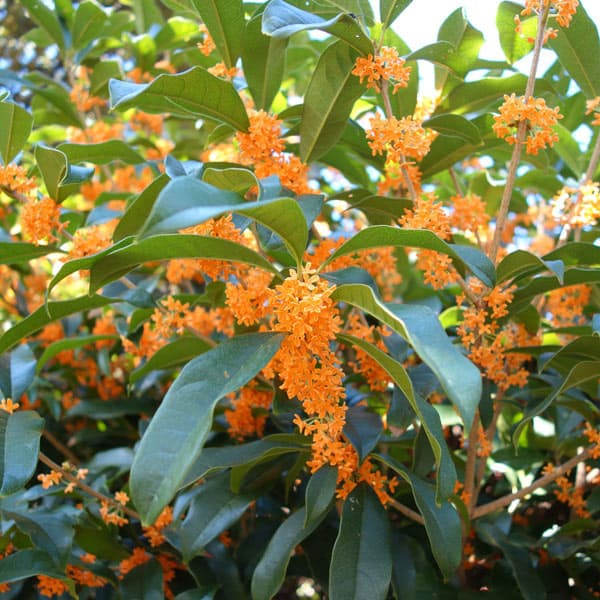 園芸ネット本店｜キンモクセイ（金木犀）6号鉢植え（花芽付き） の通販