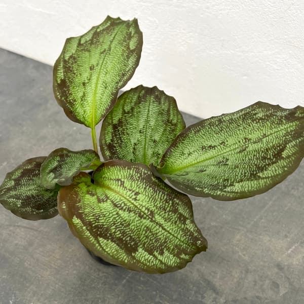 園芸ネット本店｜ケンフェリア：エレガンス シャザム3号ポット の通販