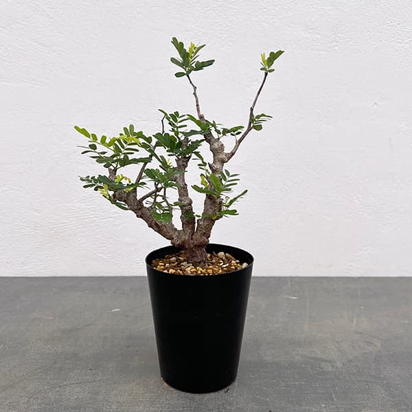 園芸ネット本店｜センナ：メリディオナリス 3号25-12 の通販【公式】