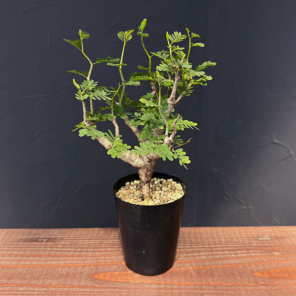 園芸ネット本店｜[ザ・ファームセレクト]センナ：メリディオナリス 3号