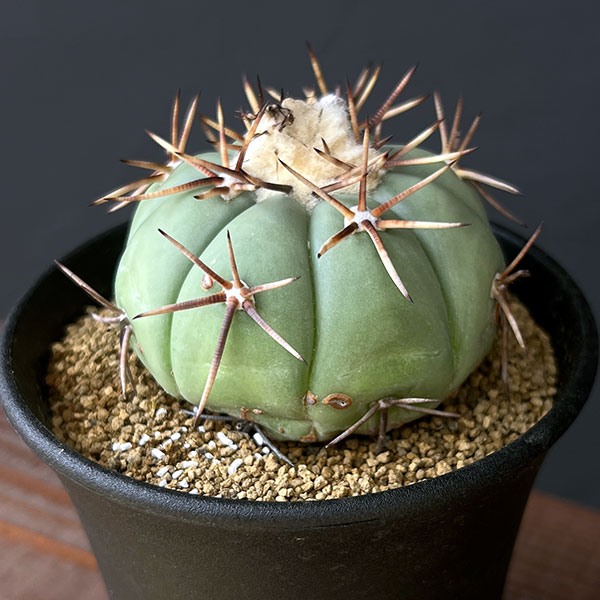 園芸ネット本店｜[ザ・ファームセレクト]サボテン：エキノカクタス