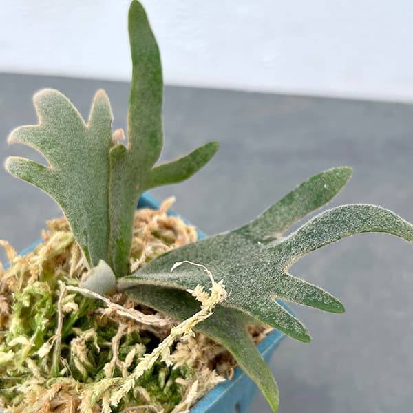 園芸ネット本店｜ビカクシダ（コウモリラン）：ウィリンキージェイド